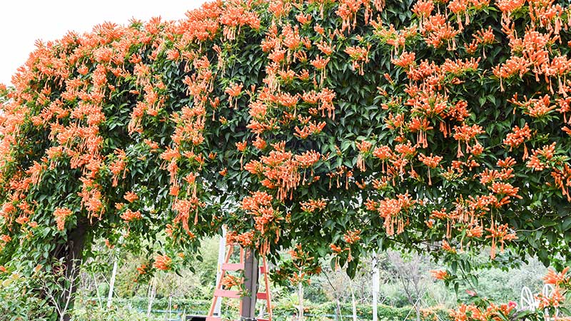 honeysuckle vine on pergola