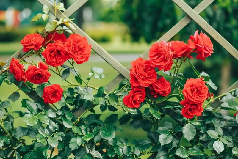 climbing roses on trellis climbing roses shutterstock com