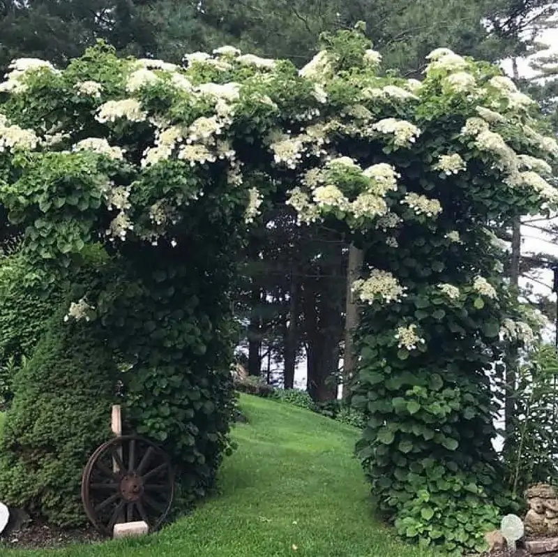 climbing hydrangea covered pergola