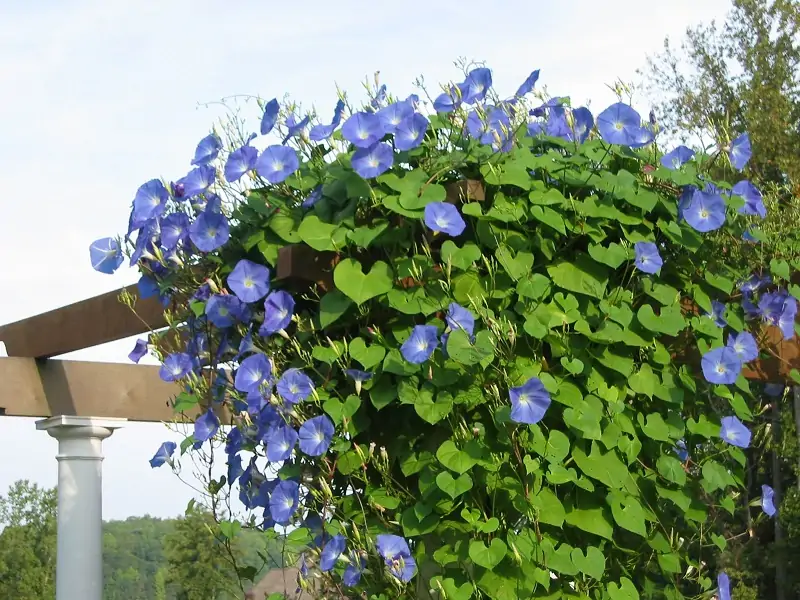 morning glory on a pergola