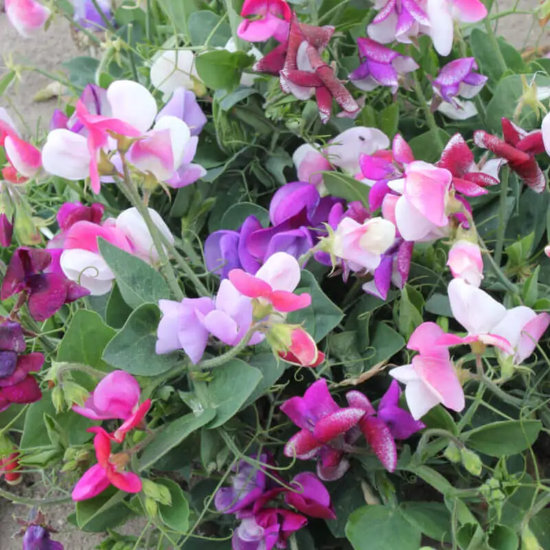 seet pea climbing plant on a pergola