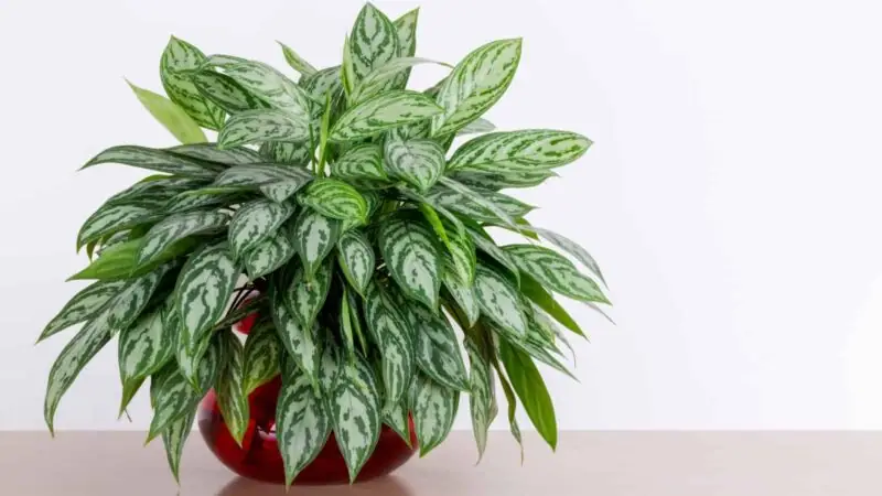 Chinese Evergreen