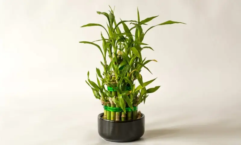 Lucky Bamboo Plant