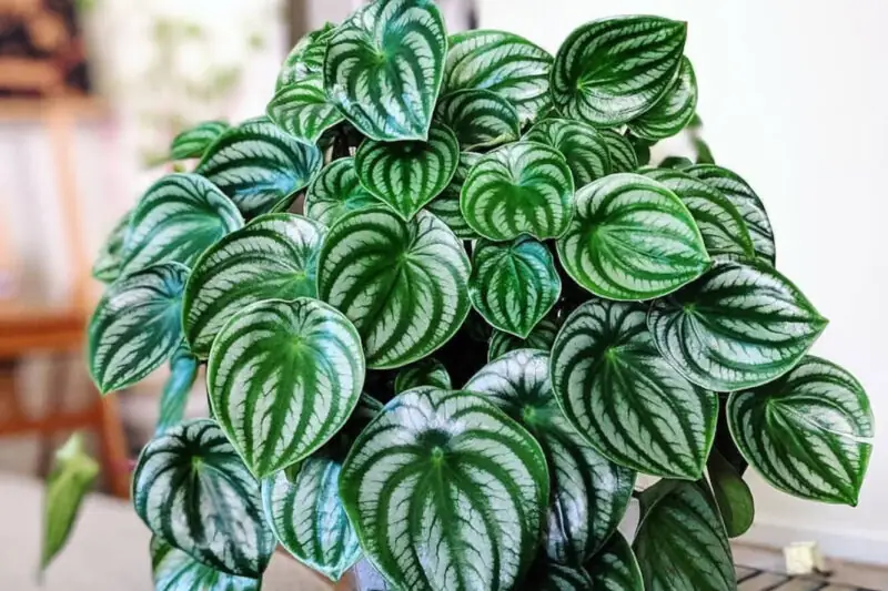 Peperomia