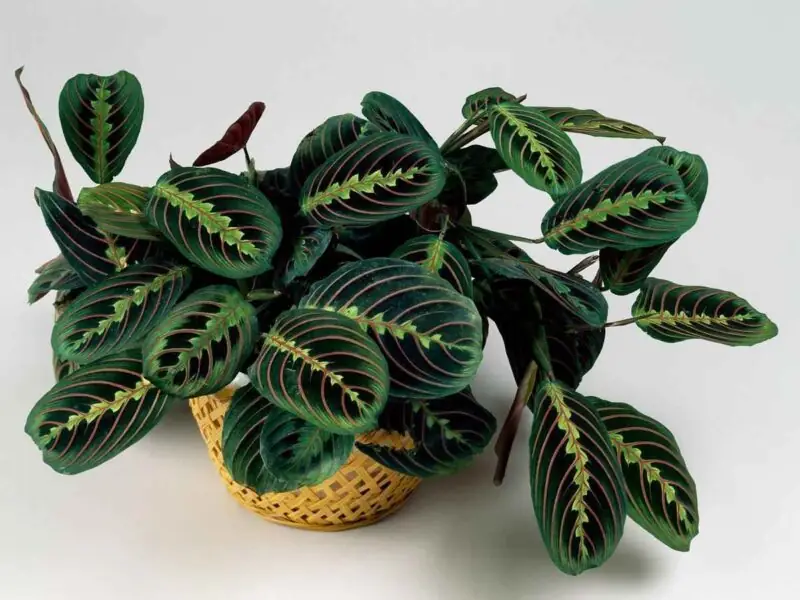 Prayer Plant