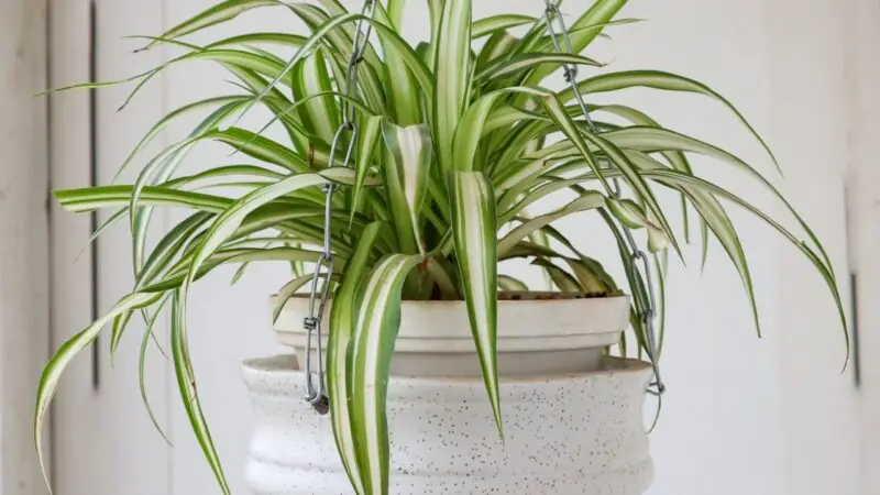 Spider Plant