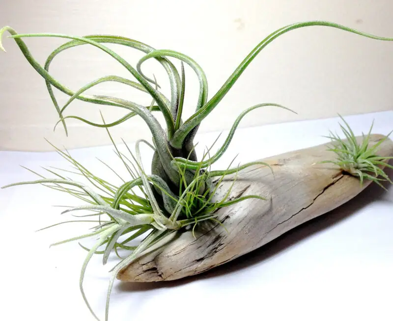 Tillandsia