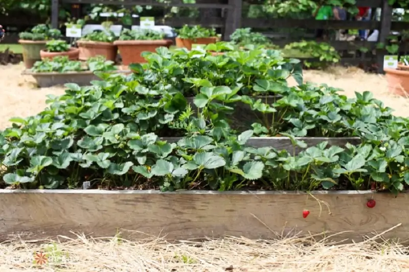 strawberries in raised beds