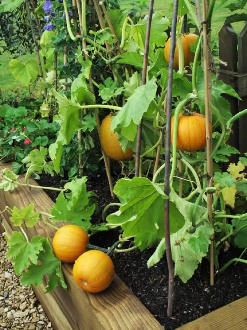 pumpkins in raised beds