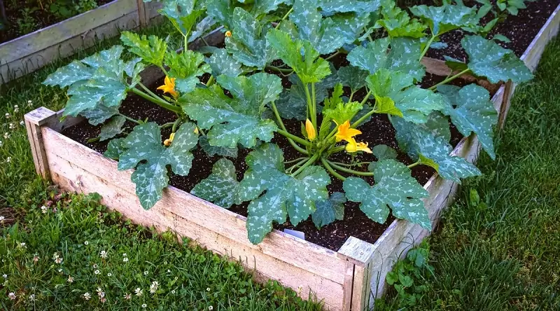 zucchini in raised beds