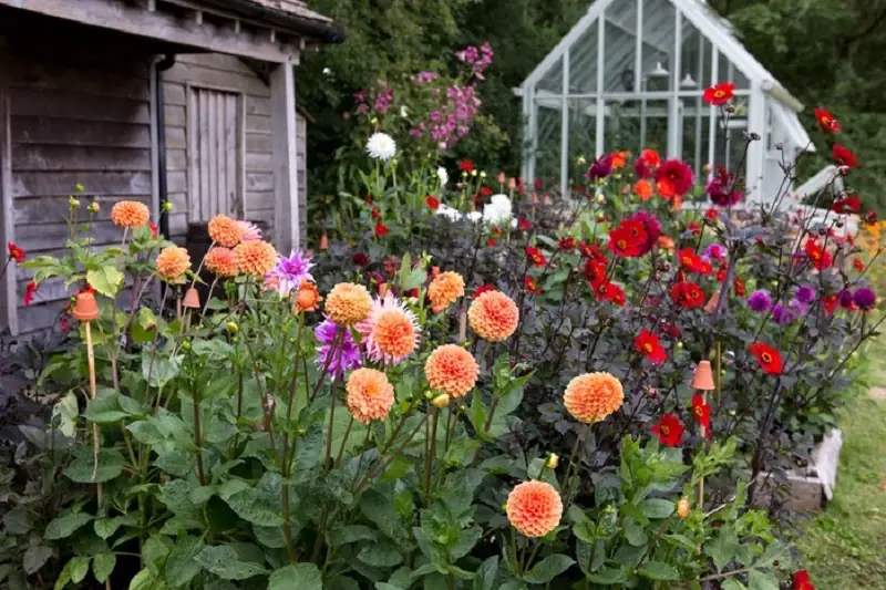 dahlias in raised beds