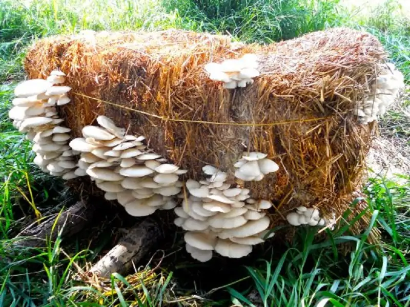 mushroom in raised beds