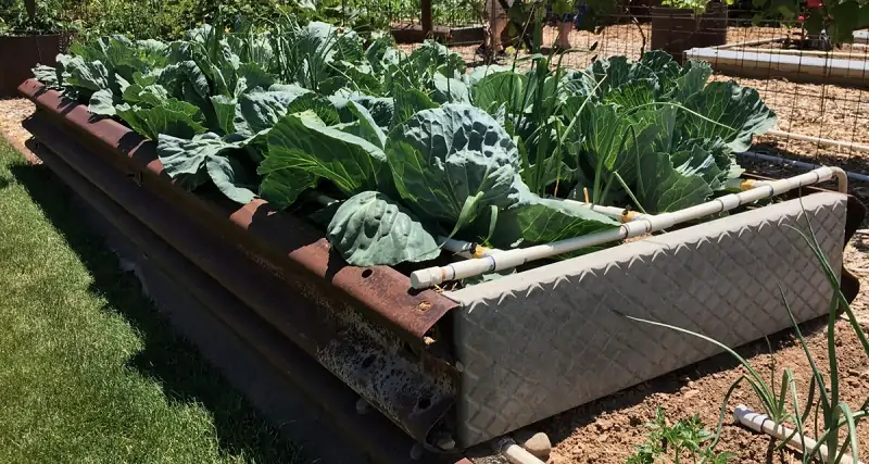 broccoli in raised beds
