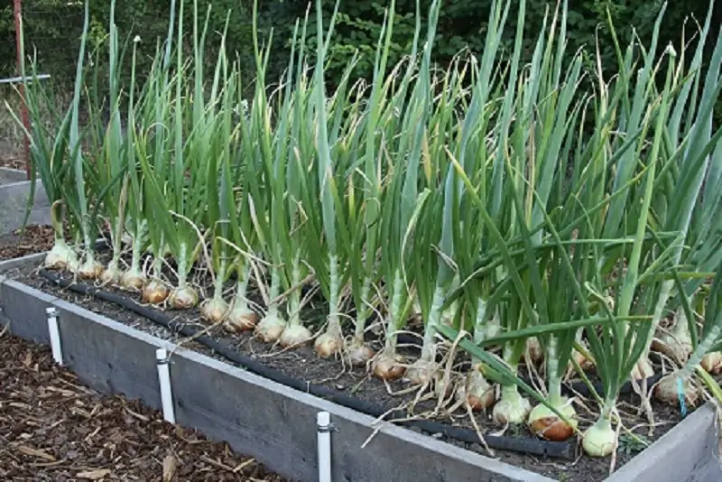 onions in raised beds