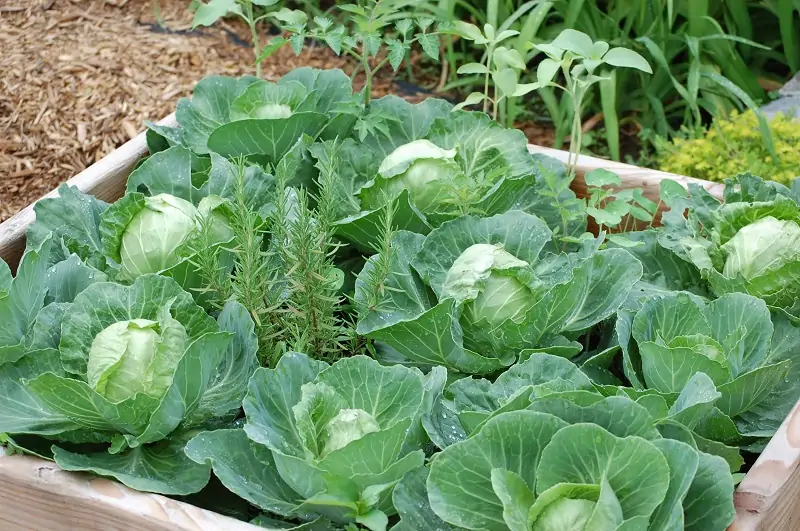 cabbage in raised beds