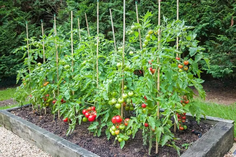 tomatoes in raised veds