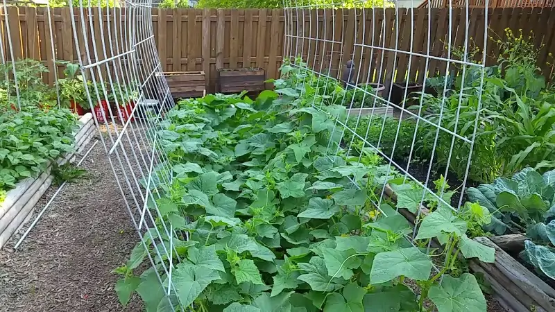 cucmbers in raised beds