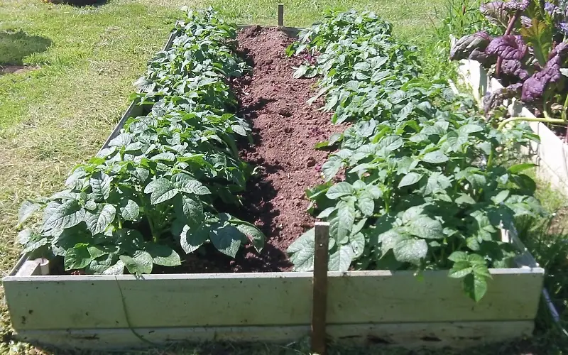 potatoes in raised beds