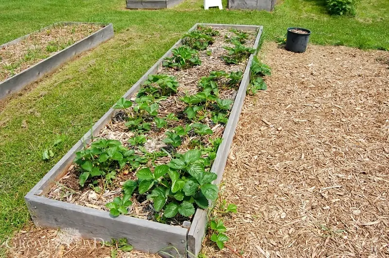blueberries in raised beds