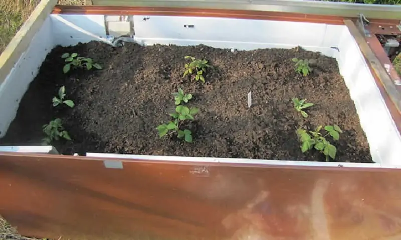 raspberries in raised beds