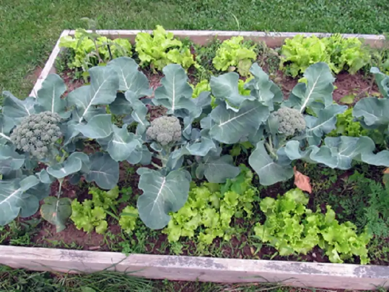 herbs in a raised garden