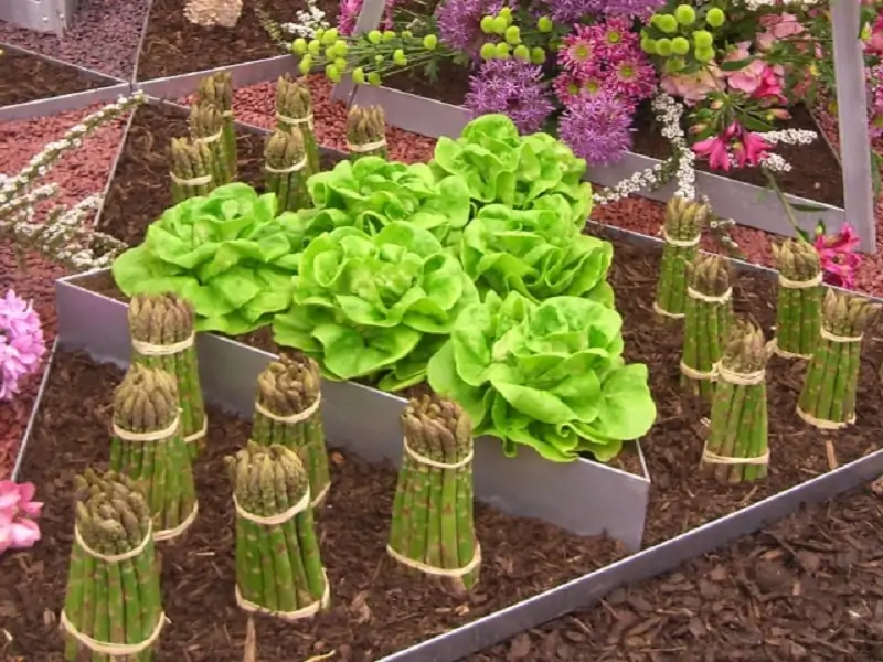 asparagus in a raised bed