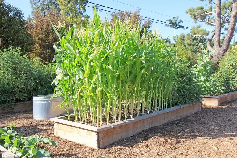corn in raised beds