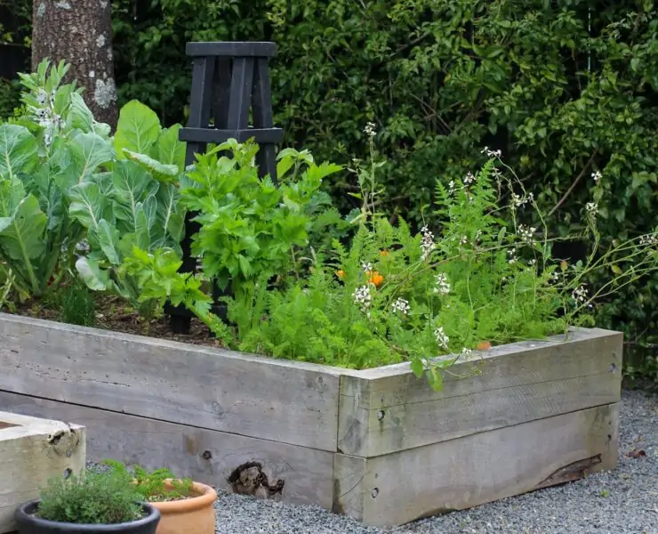 best vegetables to grow in raised beds