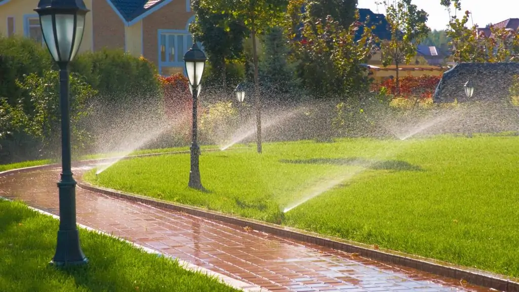 grass that doesn t need watering