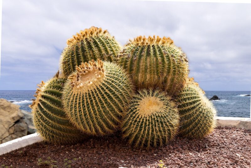 Barrel Cactus