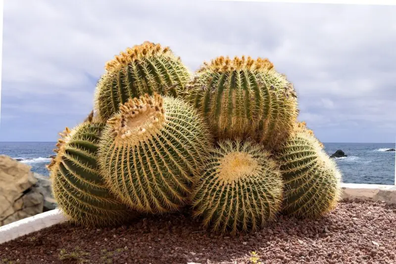 Barrel Cactus