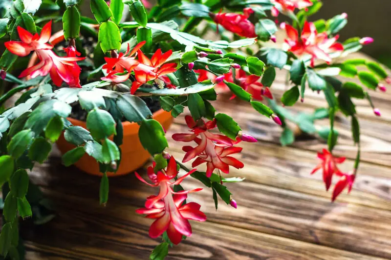 Christmas Cactus