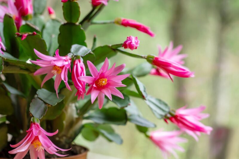 Easter Cactus