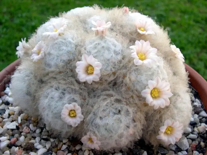 Feather Cactus