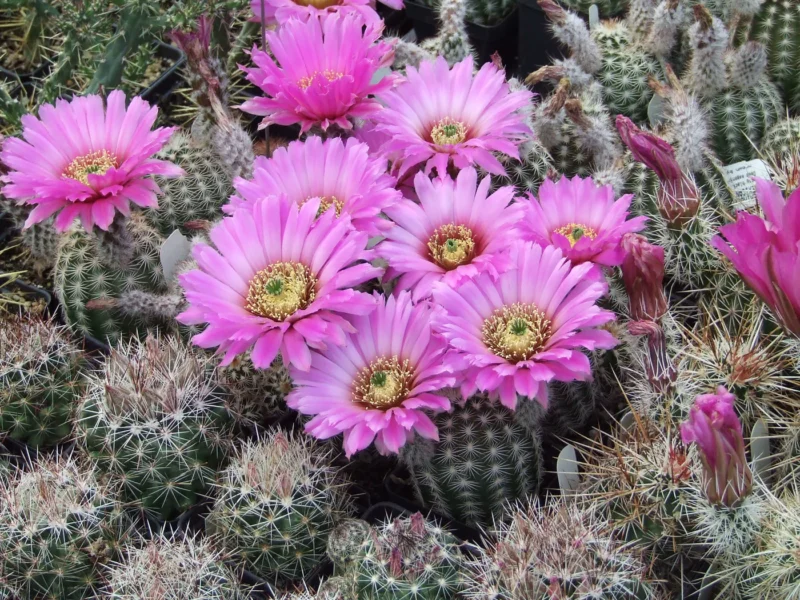 Genus Echinocereus