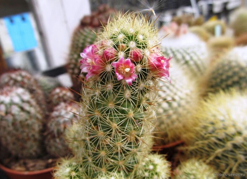 Ladyfinger Cactus