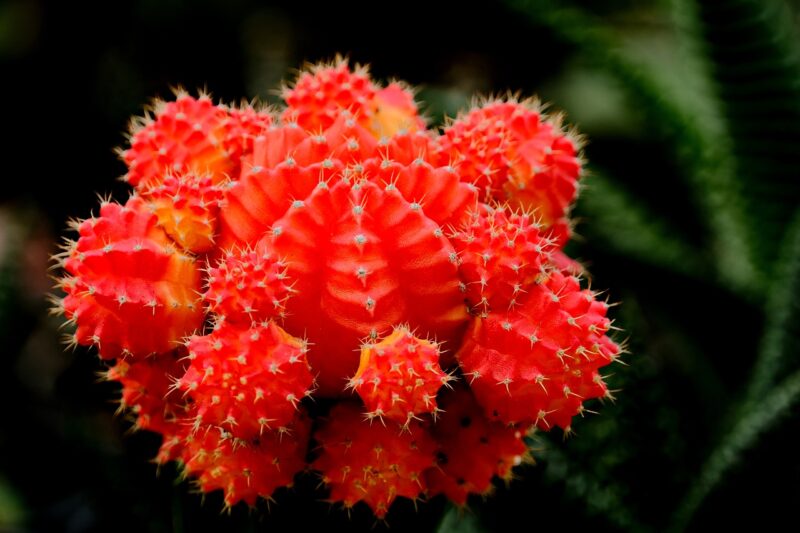 Moon Cactus