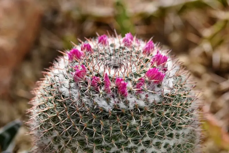 Old Lady Cactus