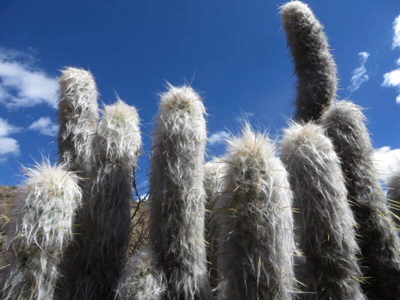 Old Man Cactus