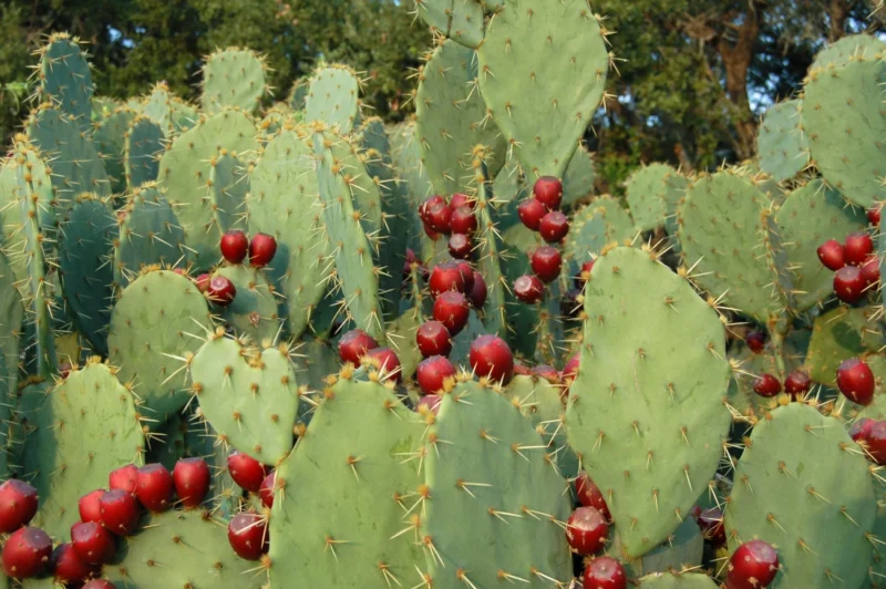 Prickly Pear Cactus