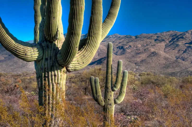 Saguaro Cactus