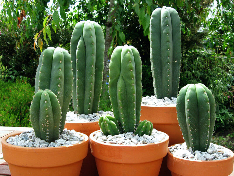 San Pedro Cactus