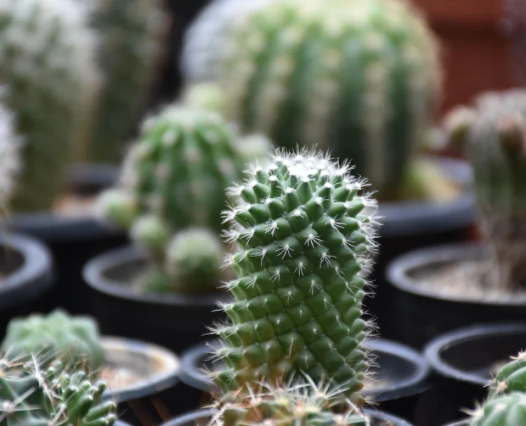 cactus type plants