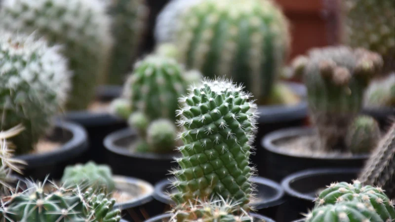 cactus type plants