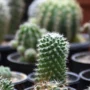 cactus type plants