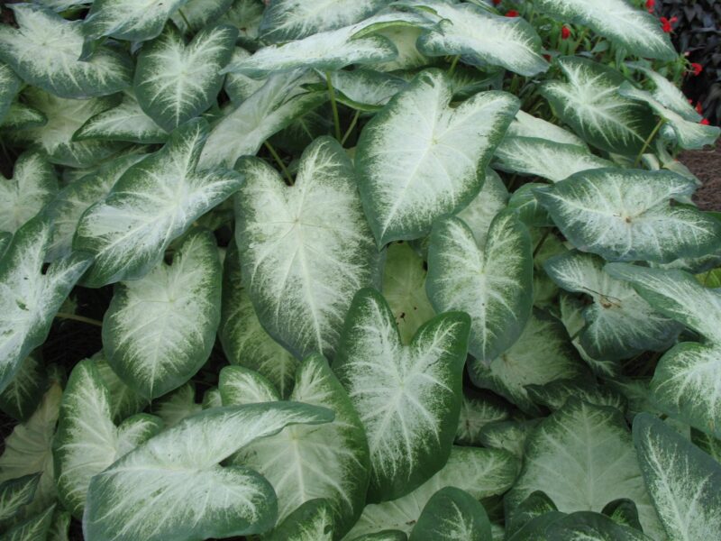 Aaron Caladium