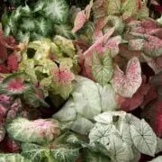 Caladium