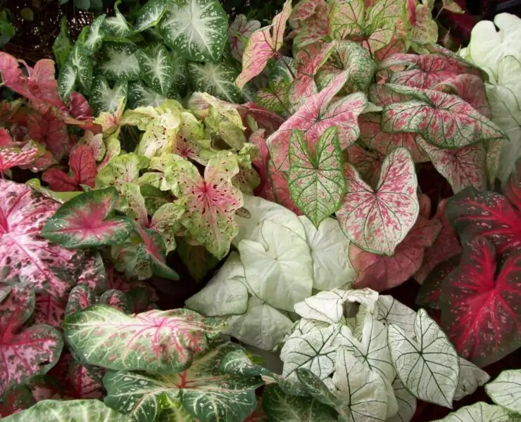 Caladium