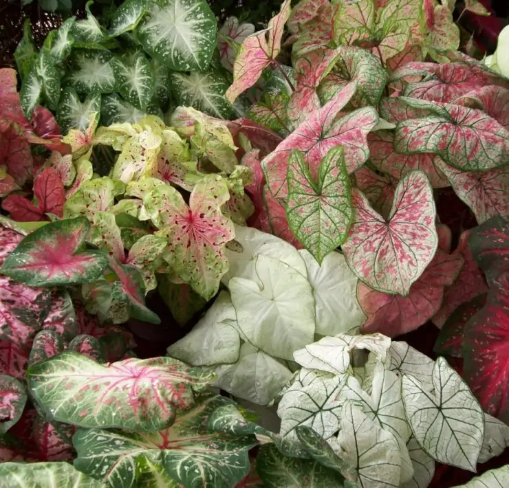 Caladium