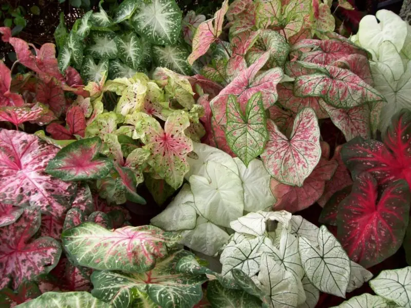 Caladium